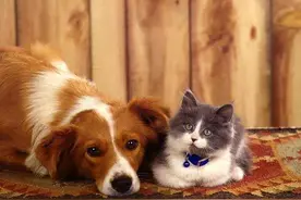 养猫的快乐你不懂图片
