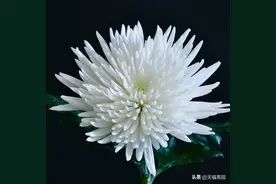 为什么祭拜时一般用菊花？图片