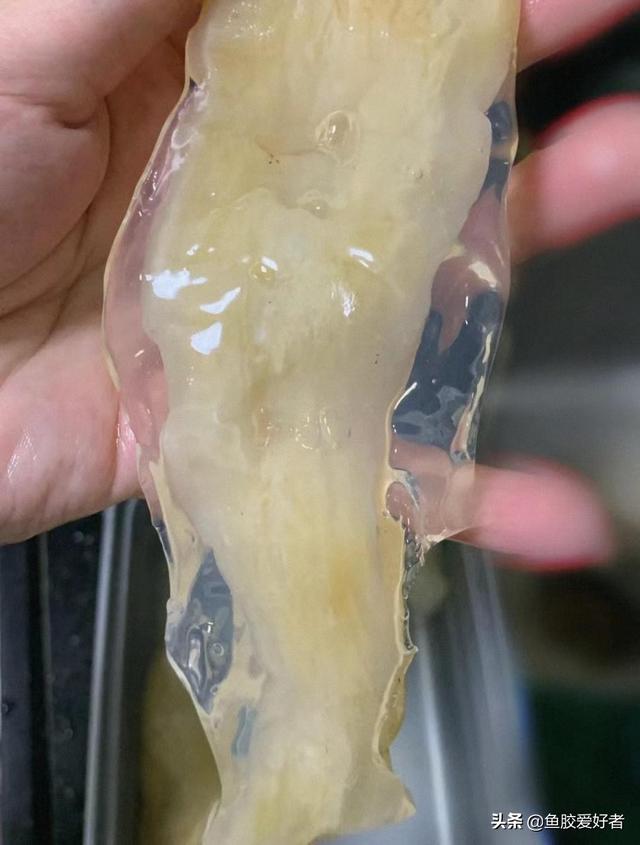 花胶泡一晚还是硬硬的 2026年花胶泡了几天还很硬怎么办呢