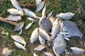 春季野钓鳊鱼，用这2种方法钓离底，效果好的出奇图片