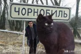 全世界最最最大只的猫，在乌克兰？图片