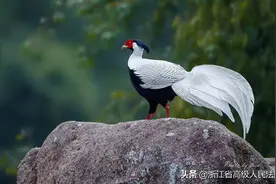 养鸟逗趣也有可能被判刑？这些有关“蓝天精灵”的知识一定要掌握｜“爱鸟周”图片