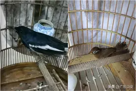 居民楼内传出清脆鸟叫，竟牵出……图片