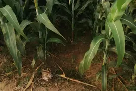 各种庄稼怎么防鸟？传统方法都不行，新研究成果让鸟不再毁坏庄稼图片