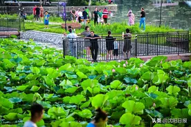 今夏沈阳为何雨水多？入伏没高温，跟这个有关吗？听听气象专家怎样说图片
