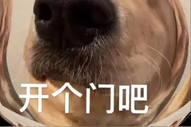 有趣表情包 | 我回来了，开个门吧图片