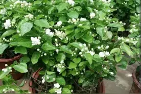 茉莉夏天有4个“喜好”，赶紧去做，让枝叶疯长，开花满枝图片