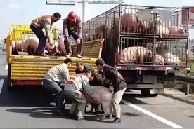 养殖户在高速检查站被拦，以为办完手续就能走，没想到猪被晒死了图片