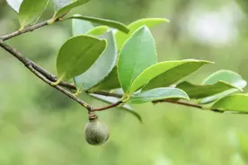 返乡创业有多难？小伙用6年失败之路，替创业者们把坑都踩了一遍图片