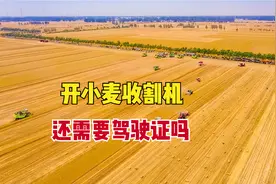小麦临近收获，农机手无证作业或将被罚，开收割机需要什么证件？图片