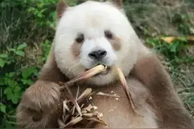 爱情的产物的熊猫只有福宝 ? 七仔: 你们抬头看看我！图片