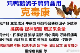 禽医张萍聊鸡感冒的症状与治疗图片