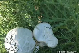新疆．北疆珍稀山珍：野生阿魏菇五月采摘季图片
