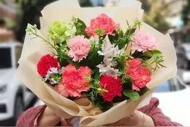 代表着“慈母之心”的康乃馨，亲试繁殖培育，轻松栽种在阳台上！图片