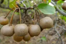 云南野果食「十三」——棠梨果（古代人的救命粮）图片