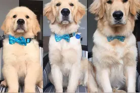 金毛犬怎么看纯不纯？看下文可以帮到你图片
