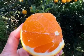 据说百分之九十的人都没吃过这种橙子图片