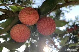 中国最好吃的荔枝在哪里图片
