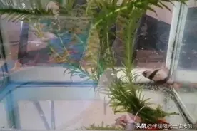 在鱼市买回来几根水草，放到鱼缸里，结果自家的鱼全都不好了图片