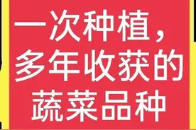 什么蔬菜可以种植一次，多年采收？这里有答案！(建议收藏)图片
