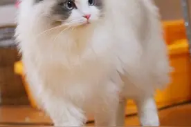 布偶猫的“3种颜色”合集，看你喜欢哪一种？图片