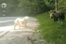阿拉拜犬，也被称为中亚牧羊犬，是俄罗斯国犬，他们是天生的狗王图片