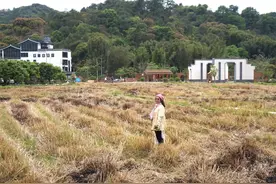 广州居然有麦田，就在“小泸沽湖”图片