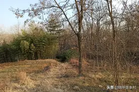探秘秦岭荒山中的独人村落，仅剩一个老人留守，犹如原始人居住地图片