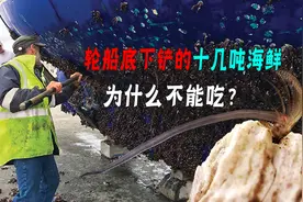 万吨巨轮搁浅海岸，船底下冲掉的十几吨海鲜贻贝！为啥没人敢吃？图片