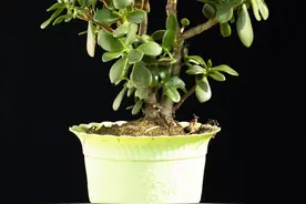 玉树家里养一盆，一开花可太壮观了，你知道养多久会开花吗图片