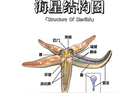 迷你博物馆：海星科普小百科图片