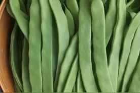 这种扁的四季豆你种过吗？新款早熟品种，产量高，脆嫩美味很好吃图片