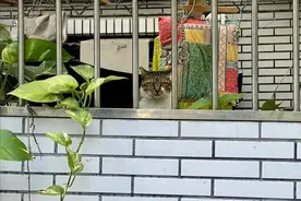 遛狗发现流浪猫偷摸观察，眼神羡慕，它也想有个家啊图片