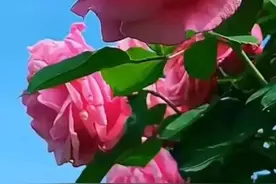 别把爱你的人弄丢了图片