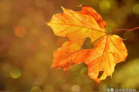 秋季第一药 上化肺痰 中润肺燥，下通大肠。痰多，咳嗽，便秘都能治图片