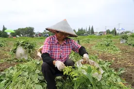“毛豆+水稻”轮作栽培见成效，金山枫泾毛豆抢“鲜”上市图片