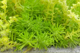 佛甲草，俗称狗牙菜，屋顶绿化常见，用处还真不少图片