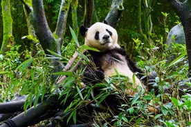 65 岁大妈将吃完的玉米芯扔给熊猫吃掉，景区终生禁止其入园参观，如何看待此事？图片