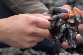 比龙虾还要贵7倍的海鲜，每年5人因它而死，藤壶配不配？图片