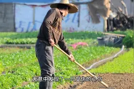 民间故事：善良妻子下集（上）图片