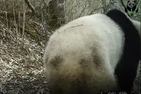 屁股作证！大熊猫又来逛了彭州图片