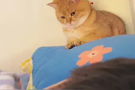广东男子呼呼大睡没有抱猫，小猫满脸幽怨蹲在墙角，网友直呼可怜图片