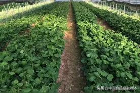野油菜也有春天图片