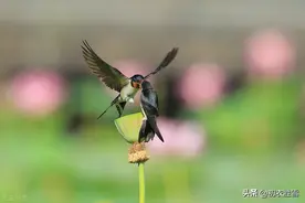 秋燕美诗五首：清秋燕子故飞飞，春便飞来秋便归图片
