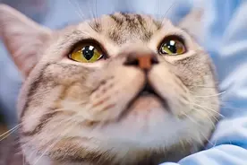 不想让猫咪生病花小几千？铲屎官只需做好这几件事就可以图片