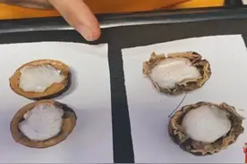 神秘的“核桃”图片