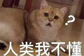 网课教师被喵星人“抢镜”，实习生拒吃生鸡蛋，居然都被开除了？合理合法吗？图片