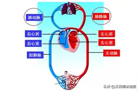 血压对人体有哪些作用，怎么维持血压稳定，方法有哪些？图片