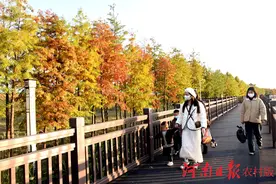 淮滨县：落羽杉美醉游人图片