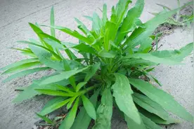 顽固牛皮癣外用方，自己在家就能用图片